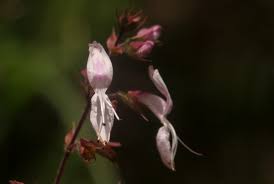 Image result for Ocimum labiatum