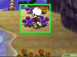 How To Get Blue Roses And Purple Pansies In Animal Crossing New Leaf