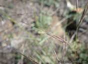Image result for Aristida aemulans