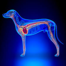 What are the signs of lung cancer in a dog? What Could Be Causing Your Dog S Cough I Dr Peter Dobias