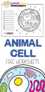 Check spelling or type a new query. 31 Animal Cell Label And Color Best Labels Ideas 2020