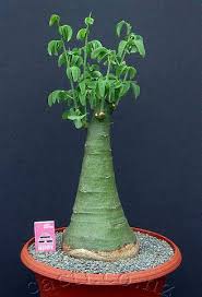 Image result for Adenia glauca