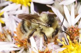 Image result for Bombus sylvarum