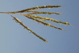 Image result for Bothriochloa