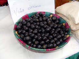 Image result for Vitex doniana