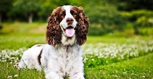 Recupera e riporta anatra, fagiano, beccaccia, colombaccio, tordo ed all. Springer Spaniel Carattere Prezzo E Allevamento Greenstyle