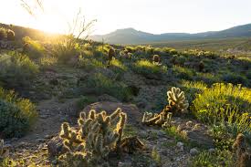 The san diego public library is a popular destination that connects our diverse community to free educational and cultural. Cactus Loop Modern Hiker