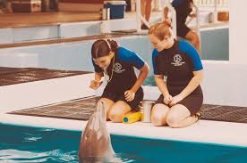 Welcome to winter dolphin's official page! Dolphin Tale Set Clearwater Marine Aquarium