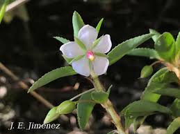 Image result for Sauvagesia