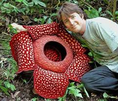 Rafflesia Arnoldii Parasitic Plant Develops The Worlds Largest Bloom Plant Has No Leaves Stems Or Roots Strange Flowers Unusual Plants Weird Plants
