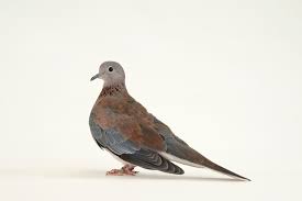 Image result for Pegolettia senegalensis