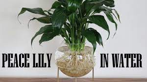 Maybe you would like to learn more about one of these? Peace Lily Growing In Water Youtube