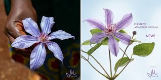 We did not find results for: Marginpar S New Clematis A Hit On Social Media