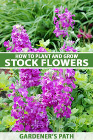 Annual flowers for central florida. How To Grow And Care For Stock Flowers Matthiola Incana