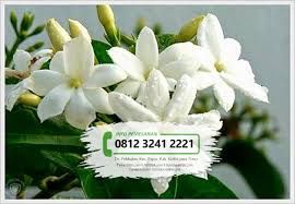 Batang bunganya bisa tumbuh tinggi hingga 45 cm. Jual Bibit Bunga Melati Putih Tamanbibit Com