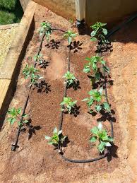 Diy Soaker Hose Irrigation Vegetable Garden Raised Beds Raised Garden Beds Irrigation Soaker Hose Irrigation