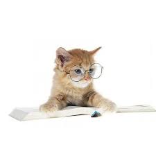 cats podborka kotov v ochkah 41 foto interesnye fakty samoe liked on polyvore featuring animals and c samye milye zhivotnye milye kotiki koshki i kotyata