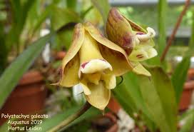 Image result for Polystachya galeata