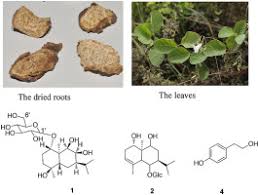 Image result for Merremia kentrocaulos