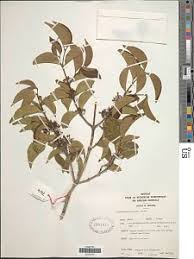 Image result for Psydrax mutimushii