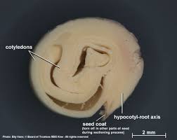 Image result for Boscia salicifolia