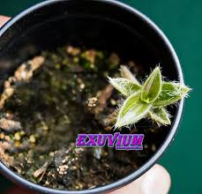 Image result for Cyanotis