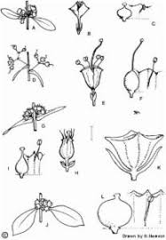 Image result for Hionanthera
