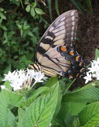 Image result for Pentas schumanniana