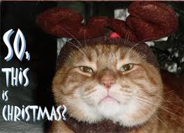 Chicago pet clinic in chicago. Chicago Cat Clinic