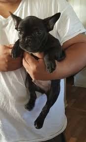 French bulldogs undeniably make excellent pets. French Bulldog Puppy For Sale In Browns Mills Nj Adn 21078 On Puppyfinder Com Gender Male Ag Bulldog Puppies For Sale Puppies For Sale French Bulldog Puppy