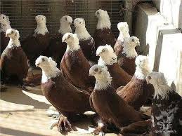 Pin De Vey C Arac Em Guvercin Ve Kus Turleri Birds Passaros Animais Pomba