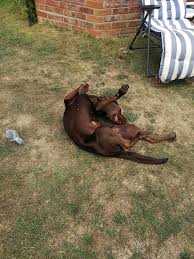Get To Know Labrador Retriever Coco | Purina UK