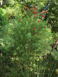 Find help & information on callistemon rigidus stiff bottlebrush from the rhs. Plantfiles Pictures Red Cluster Bottlebrush Tree Clemson Hardy Callistemon Rigidus 1 By Donnacreation