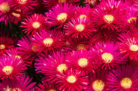 Image result for Monopsis zeyheri