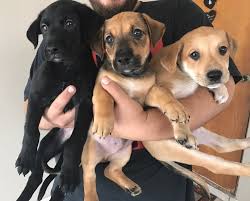 Monmouth county, atlantic highlands, nj id: Monmouth County Spca Gets Assistance To Ship Rescue Dogs From Puerto Rico Nj Com