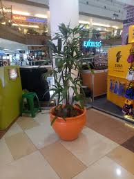 1 orang anggota dari kami memliliki latar belakang orang tua yang menyediakan berbagai jenis tanaman hias, asesoris tanaman hias (pot, pupuk,tanah,dsb), perawatan tanaman hias serta pembuatan taman rumah. Jual Tanaman Hias Indoor Sinox Nursery