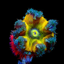 Image result for Afrosolen coeruleus