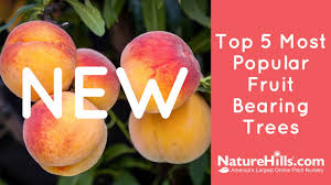 Updated Top 5 Most Popular Fruit Bearing Trees Naturehills Com Youtube