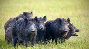 The wild boar is a native animal of singapore which can weigh up to 100kg and has a lifespan of over 20 years. Wild Boar Discover And Snort 17 000 Of Cocaine In Tuscan Forest World News Sky News