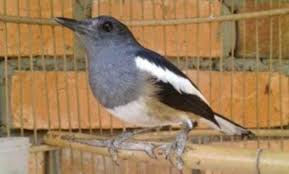 Burung decu adalah jenis burung pengicau mungil yaknii panjangnya hanya sekitar 13 cm dan bersuara kicau sangat nyaring dan lantang. Mengenal Ciri Ciri Burung Kacer Tretes Jantan Dan Betina