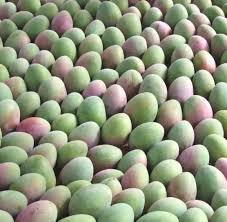 Qualite Post Recolte Des Fruits Et Legumes Actions Scientifiques Qualisud Demarche Integree Pour L Obtention D Aliments De Qualite