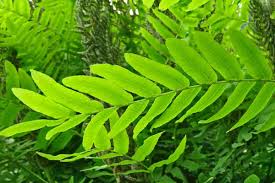 Image result for Osmunda regalis