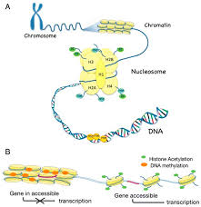 Wsb moderators have not been asked to participate in any investigation. Molecules Free Full Text The Role Of Epigenetic Functionalization Of Implants And Biomaterials In Osseointegration And Bone Regeneration A Review Html