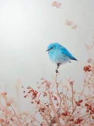 birds おしゃれまとめの人気アイデア pinterest olga zavolskaya ペットの鳥 バードウォッチング 美しい鳥