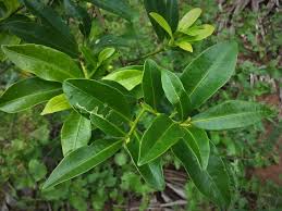 Image result for Peddiea