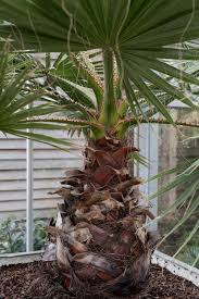 Image result for Washingtonia