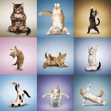 Looking For The Best Yoga Cat Names For Your Zen Like Kitty We Ve Got You Covered Read On For 110 Serene Yoga Inspir Cat Yoga Hindu Elephant Calico Cat Names