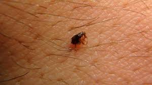 Maybe you would like to learn more about one of these? Scrub Typhus Spreads In Kerala Kerala General Kerala Kaumudi Online