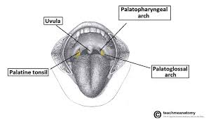 Image result for tonsilla palatina