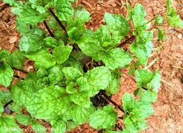 Image result for Tragia brevipes-benthamii-okanyu